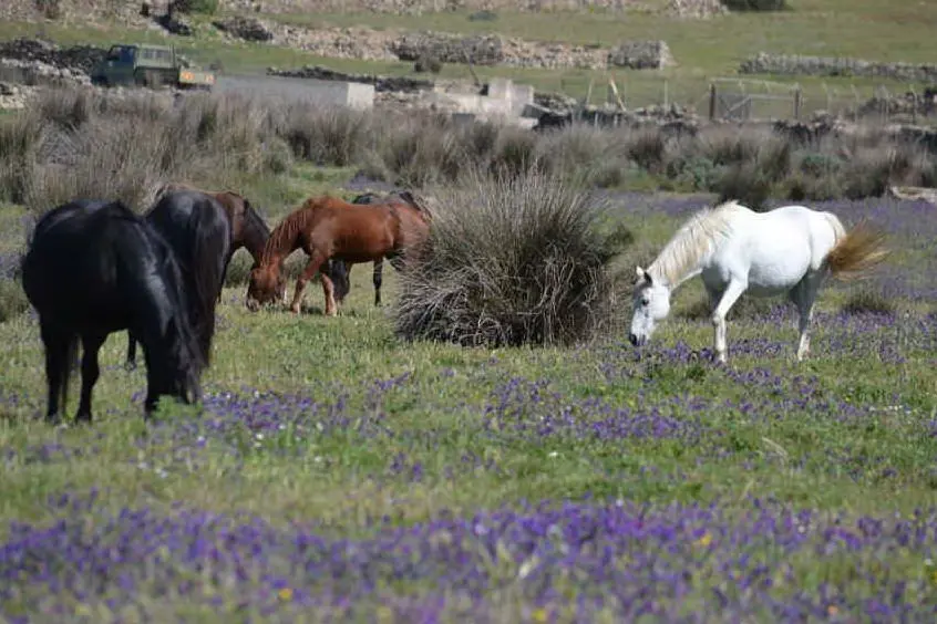 Cavalli all'Asinara (foto L'Unione Sarda - Pala)