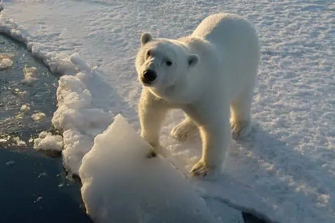 Un orso polare (Ansa)