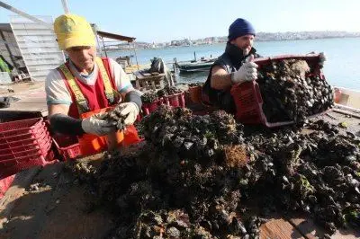 La Laguna di Santa Gilla dove vengono pesacate cozze e arselle (Fabio Marras)