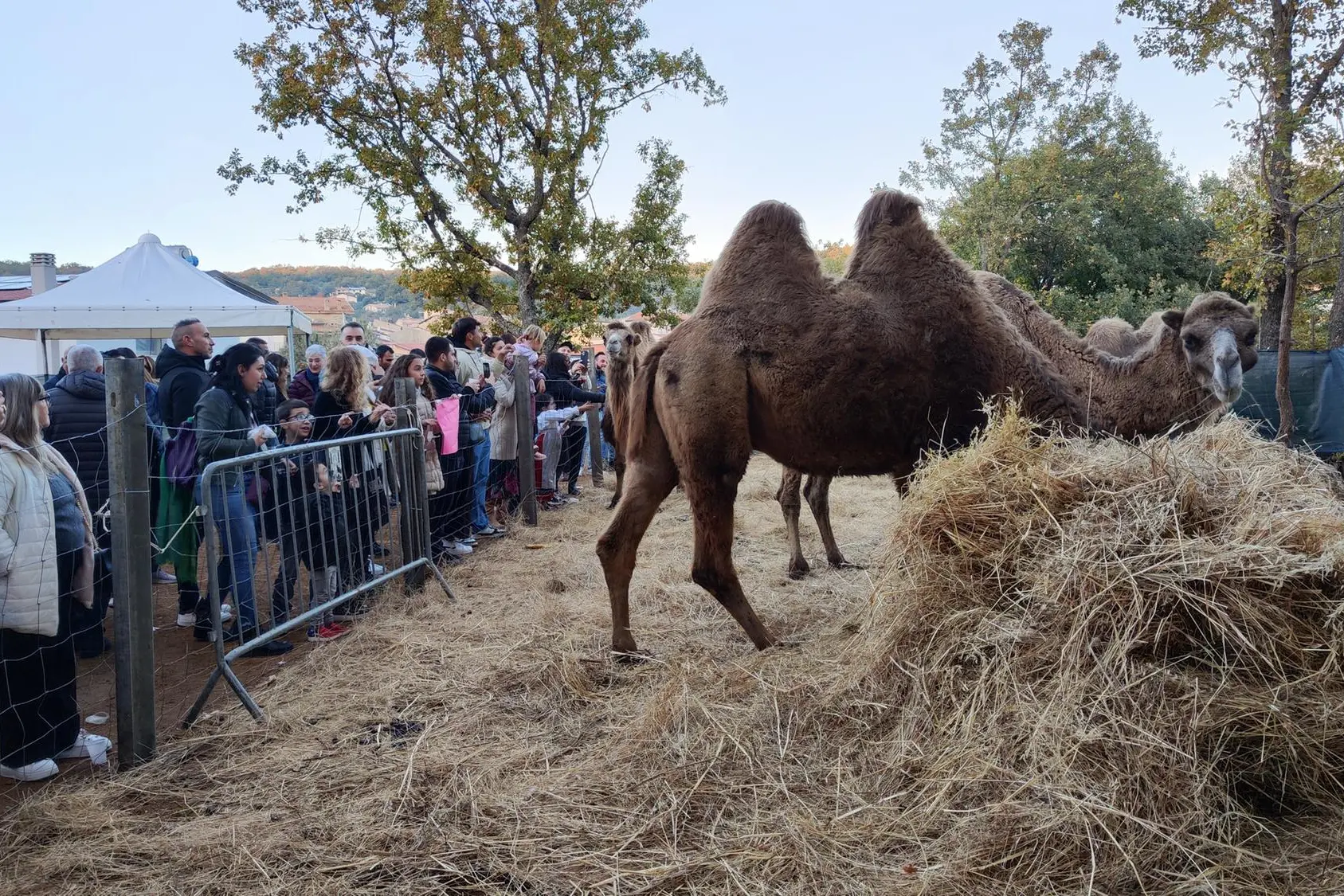 Folla a Ovodda per ammirare i cammelli (G. Locci)