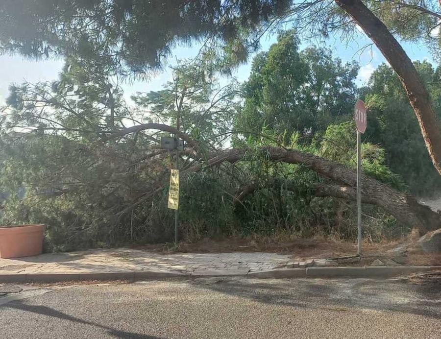 Albero a terra, paura e proteste