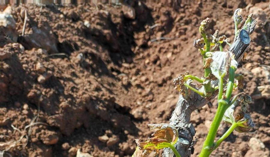 «Grandine e vento hanno distrutto i vigneti»