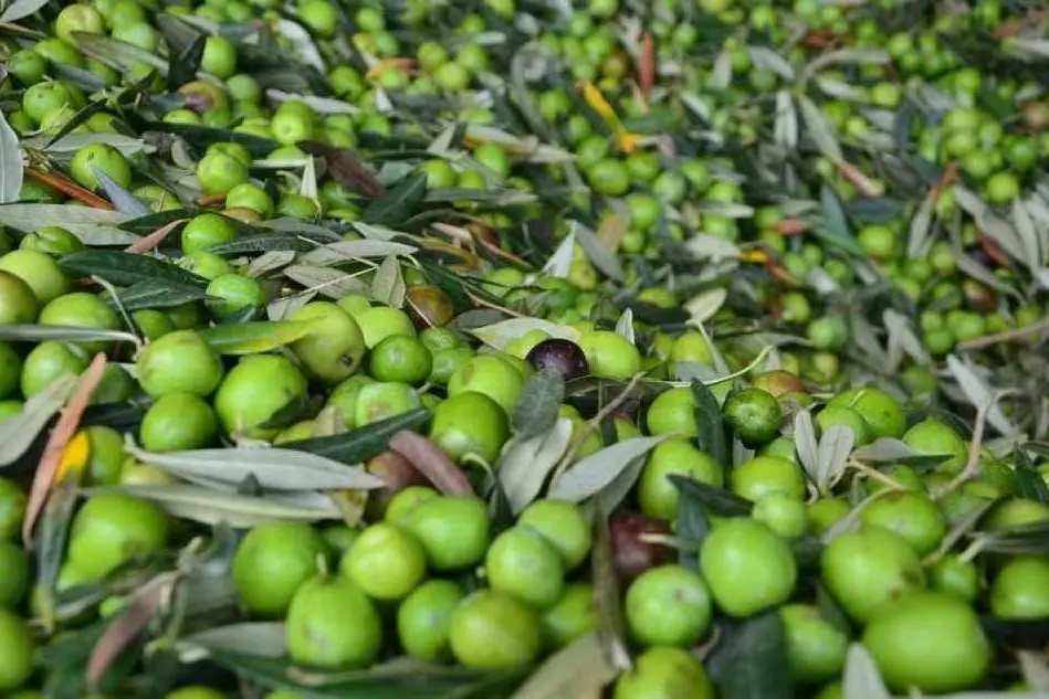 Olive della Trexenta (foto Severino Sirigu)