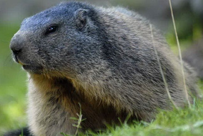 Una marmotta (foto da google)