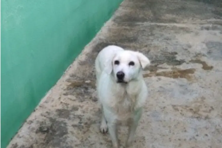 Uno dei cani adottabili a Sennori (foto concessa)