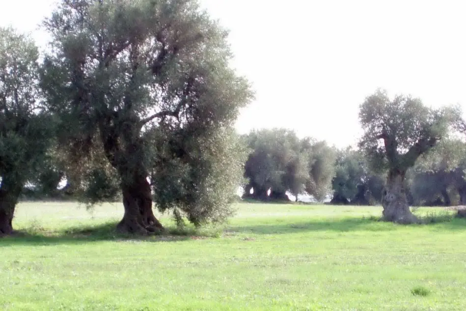 Il parco degli ulivi a Turri