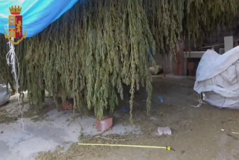 Zerfaliu, 3mila piante di canapa indiana e 450 chili di marijuana essiccata sotto sequestro. Due arresti
