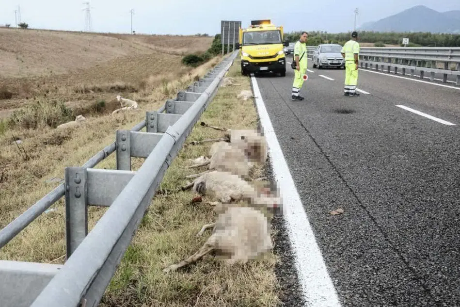 Gli animali investiti (foto L'Unione Sarda - Cucca)