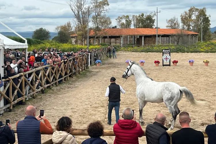 La presentazione degli stalloni (foto concessa)
