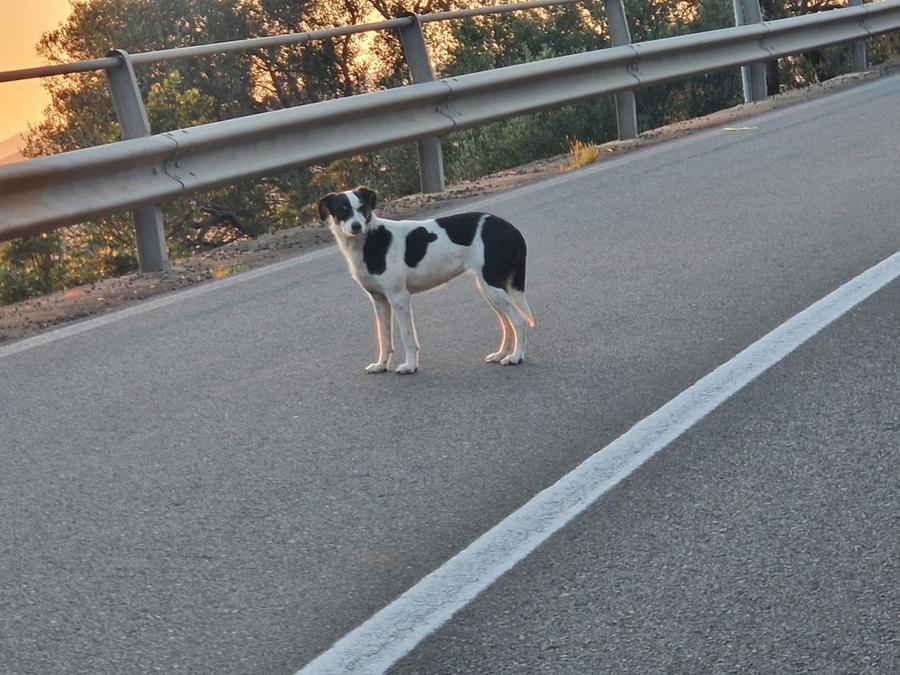 Teulada, ritrovato «sano e salvo» il cane vagabondo. L’annuncio del sindaco dopo le polemiche social