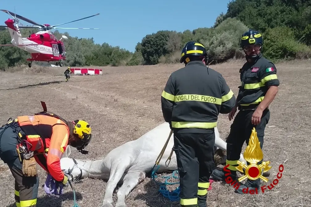 Il cavallo durante le operazioni di soccorso (foto vigili del fuoco)
