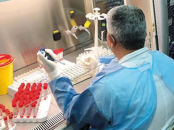 Das West-Nil-Fieber fordert ein zweites Opfer und verschärft damit die Lage in Oristano. Febbre del Nilo. Esami di laboratorio