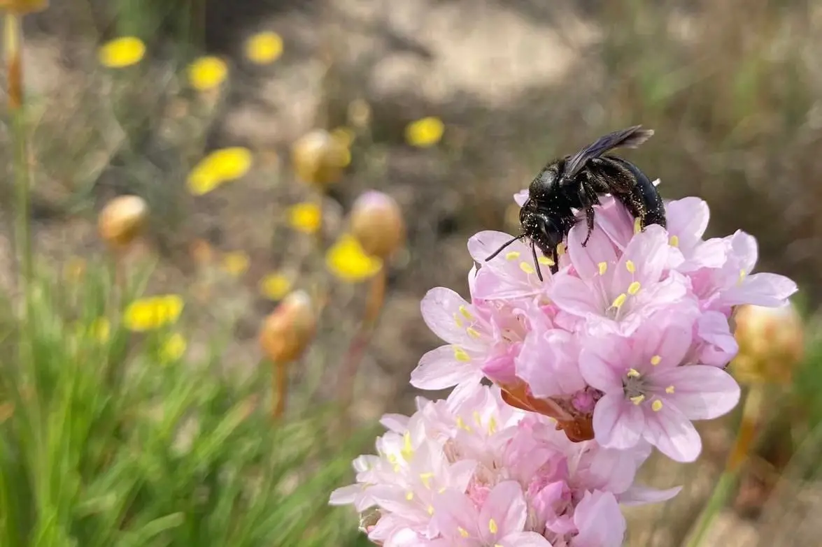 Andrena culucciae (foto ufficio stampa)