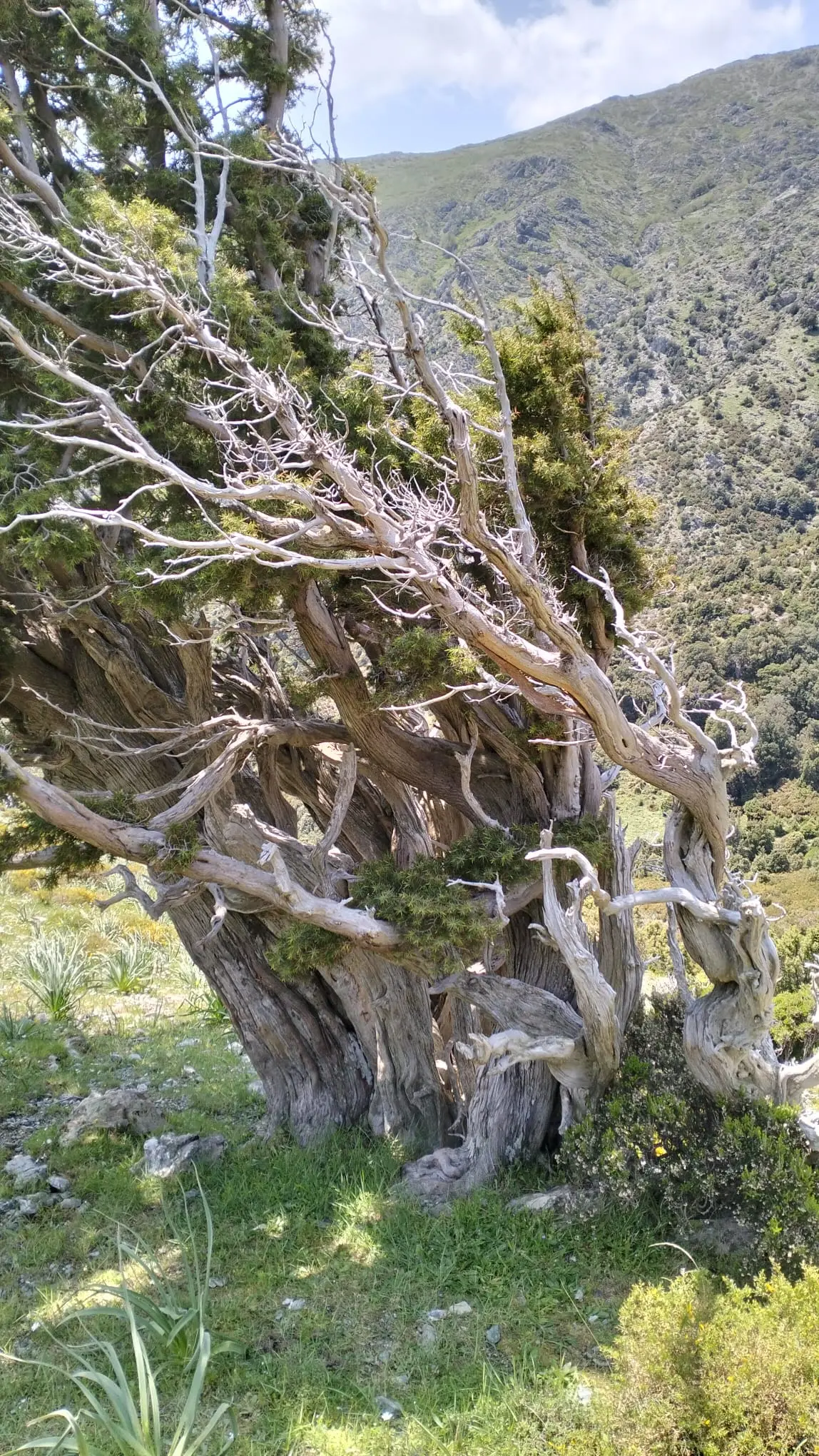 I ginepri di erbelathori (Foto Sergio Loi)