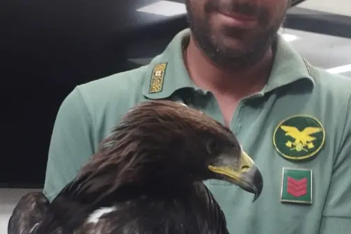Il giovane esemplare di aquila reale (foto concessa)