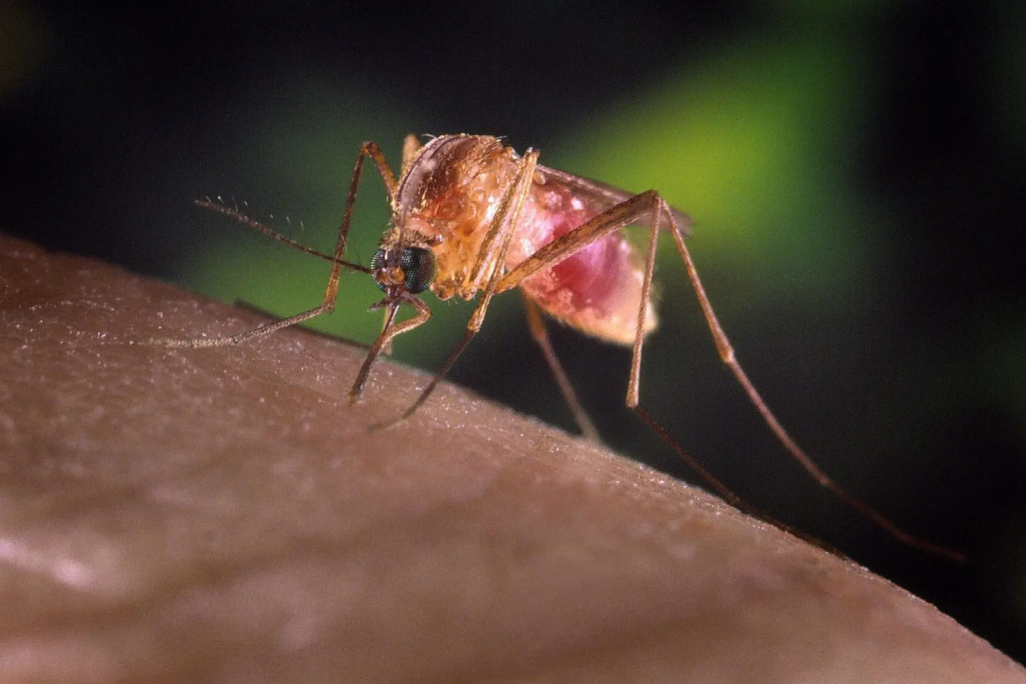 La puntura di zanzara può veicolare la febbre del Nilo
