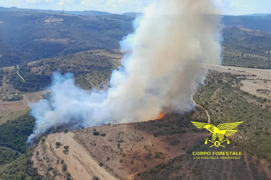 (Foto: Forestry Corps)