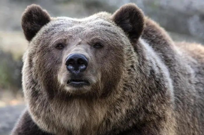 epa07834541 The brown bear Bjoerk in the old bear pit in Bern, Switzerland, 11 September 2019. The bears stay in the old bear pit while the food is brought to the bigger bear park. After two hours the bears go back to the bear park. EPA/PETER KLAUNZER