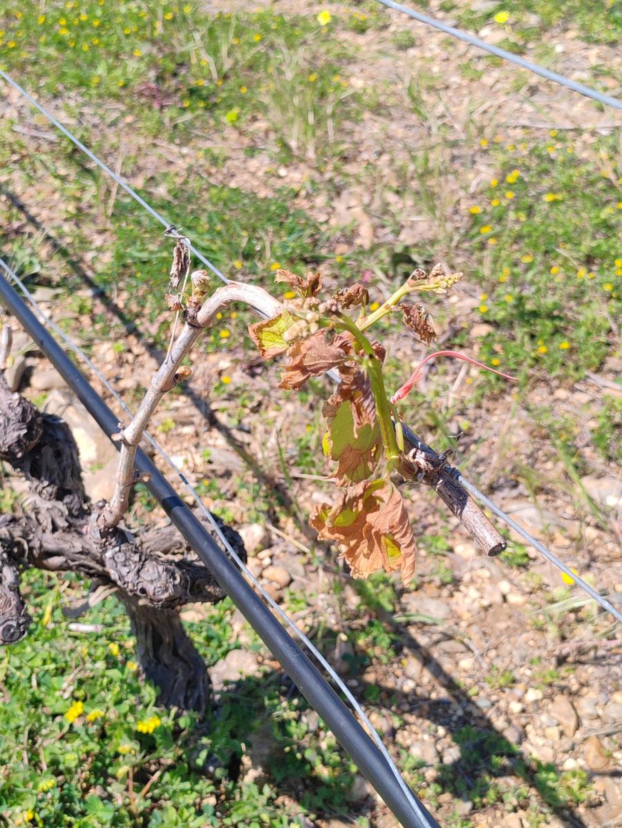 Settimo San Pietro, danni tra i vigneti per il vento gelido di marzo: il Comune proclama lo stato di calamità naturale