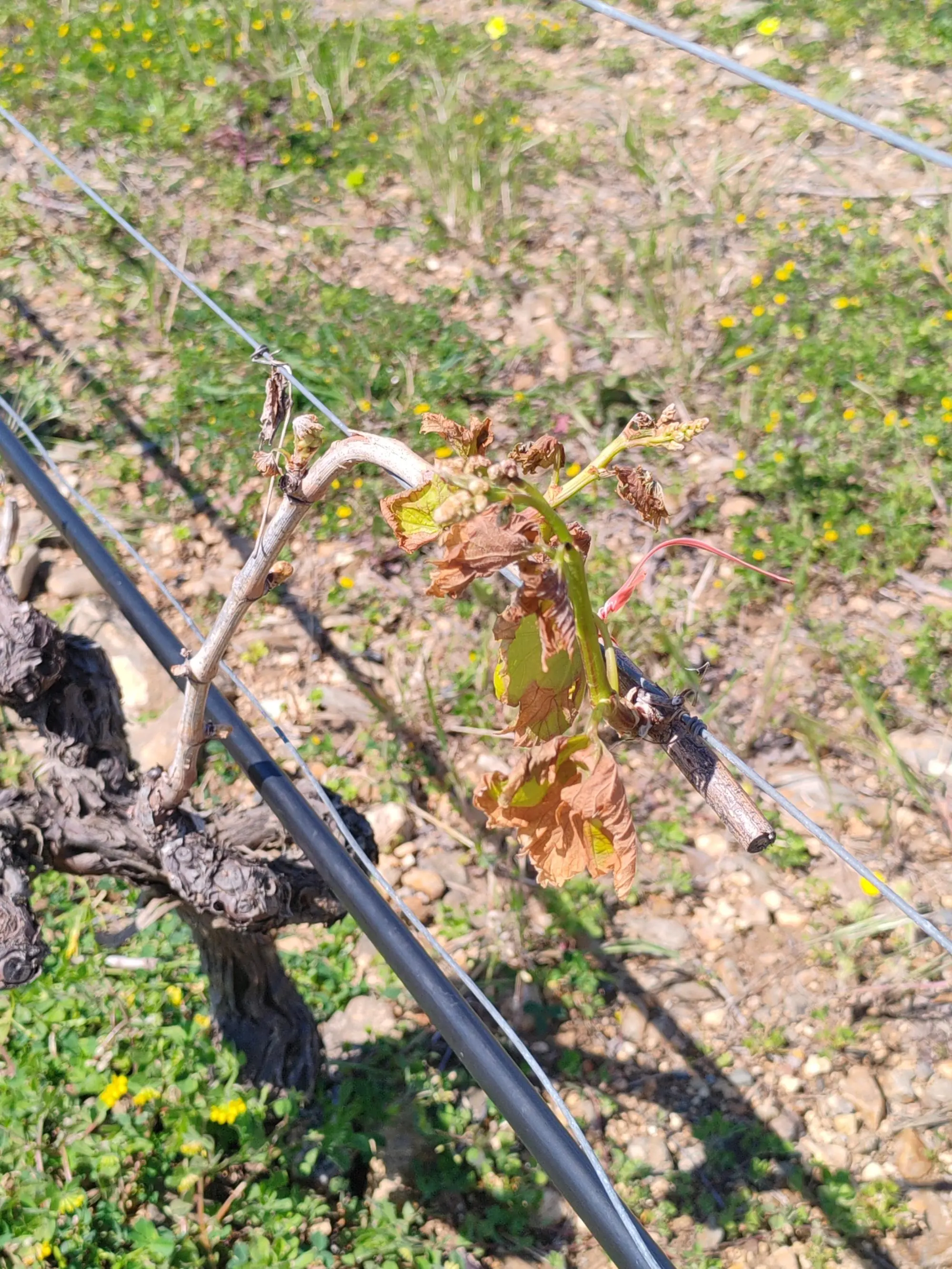 Settimo San Pietro, danni tra i vigneti per il vento gelido di marzo: il Comune proclama lo stato di calamità naturale