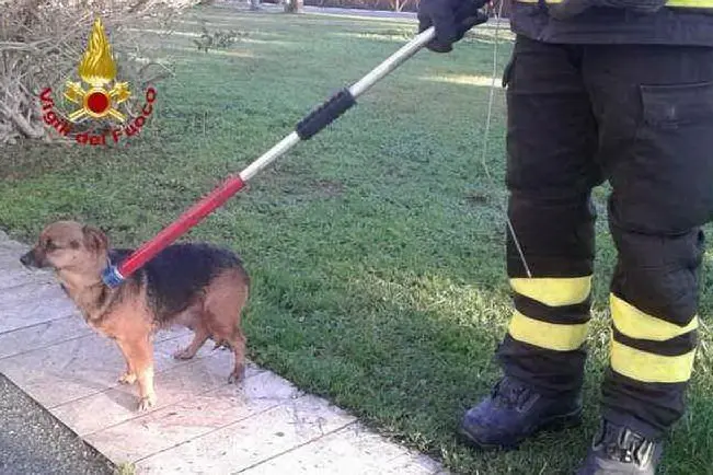 Il cane salvato (foto vigili del fuoco)