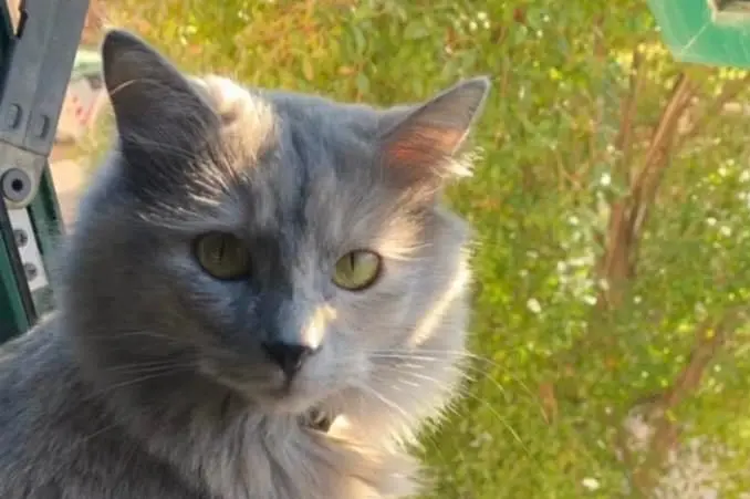 Perla, l'ultimo gatto scomparso (L'Unione Sarda)