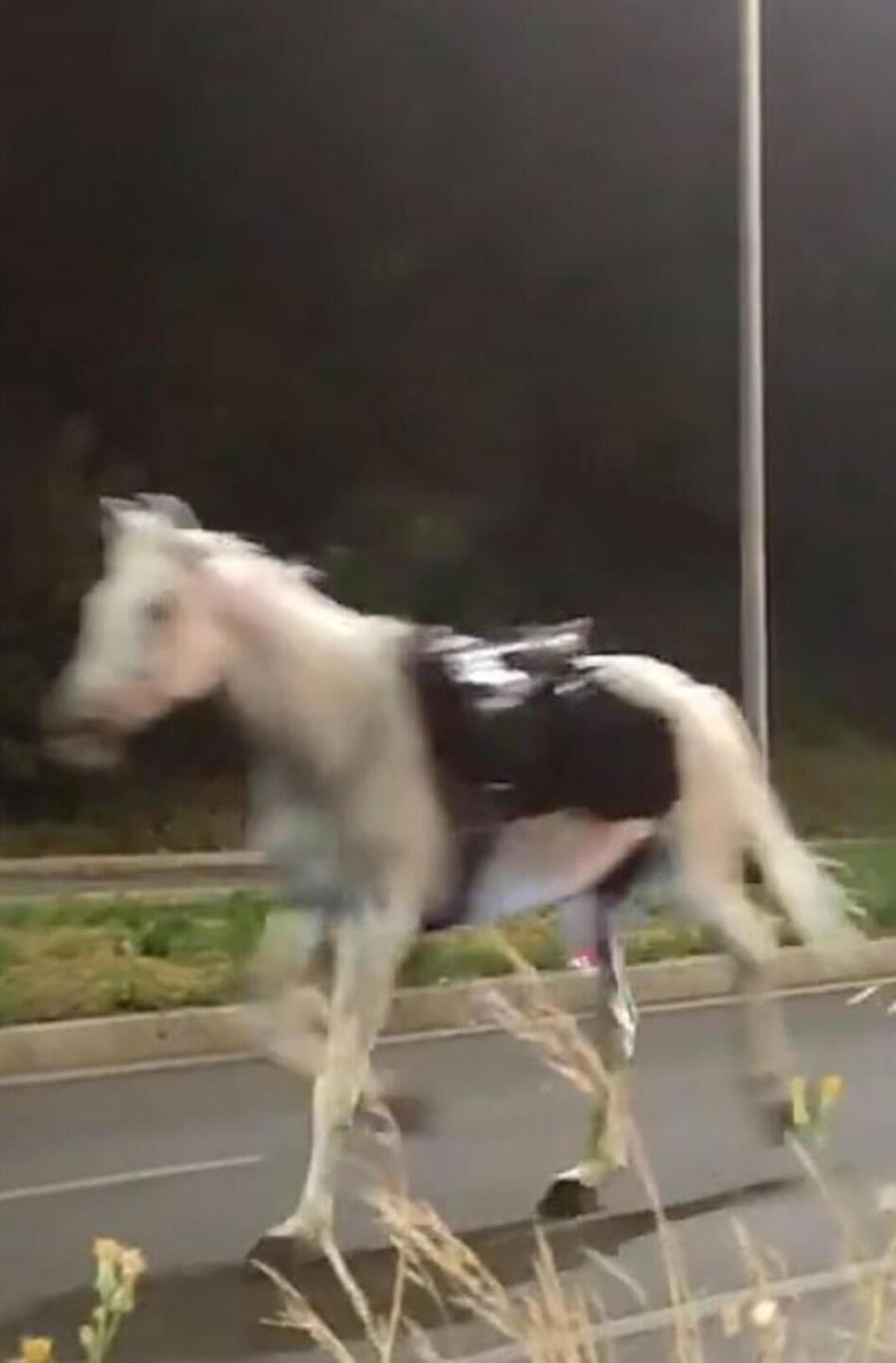 Cavalli in fuga, puniti quattro vigili