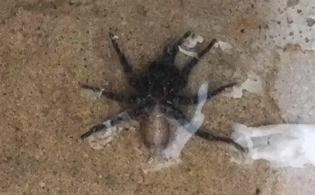 &quot;Che tipo di ragno è questo? Qualcuno può aiutarmi?&quot;, la foto inviata da Betty Erbì di Isili (22/08/2018)