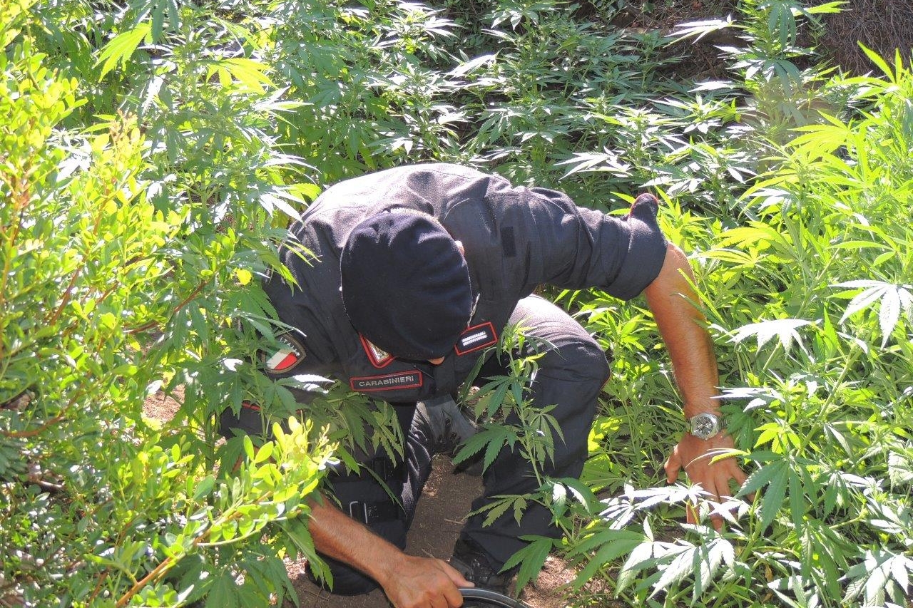 La Dia: Sardegna sempre più terra di produttori e grossisti di marijuana (L'Unione Sarda)