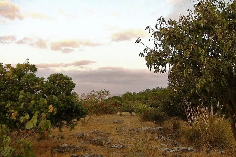 Campagna a Gesico