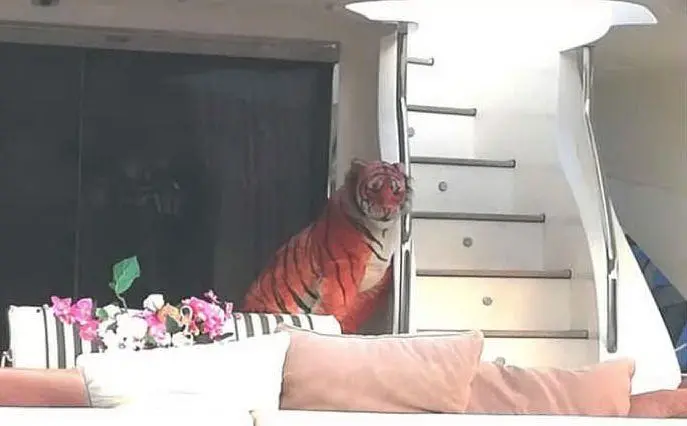 Alcuni passano alle tigri in yatch (foto Instagram, Twitter e Facebook)