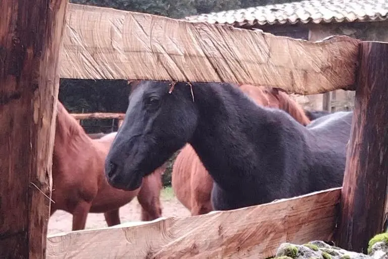 I cavalli del Sarcidano (foto concessa)