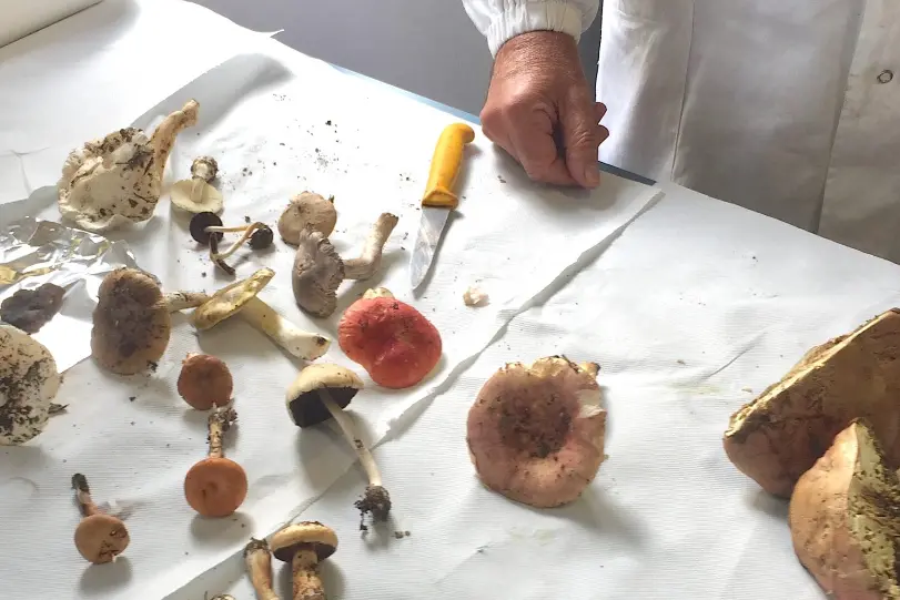 Funghi, (Foto Archivio - Asl Gallura)