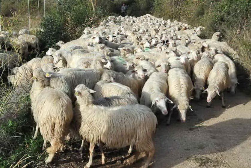 Sfrutta pastore e lo fa vivere in un tugurio: arresto e multa da 65mila euro
