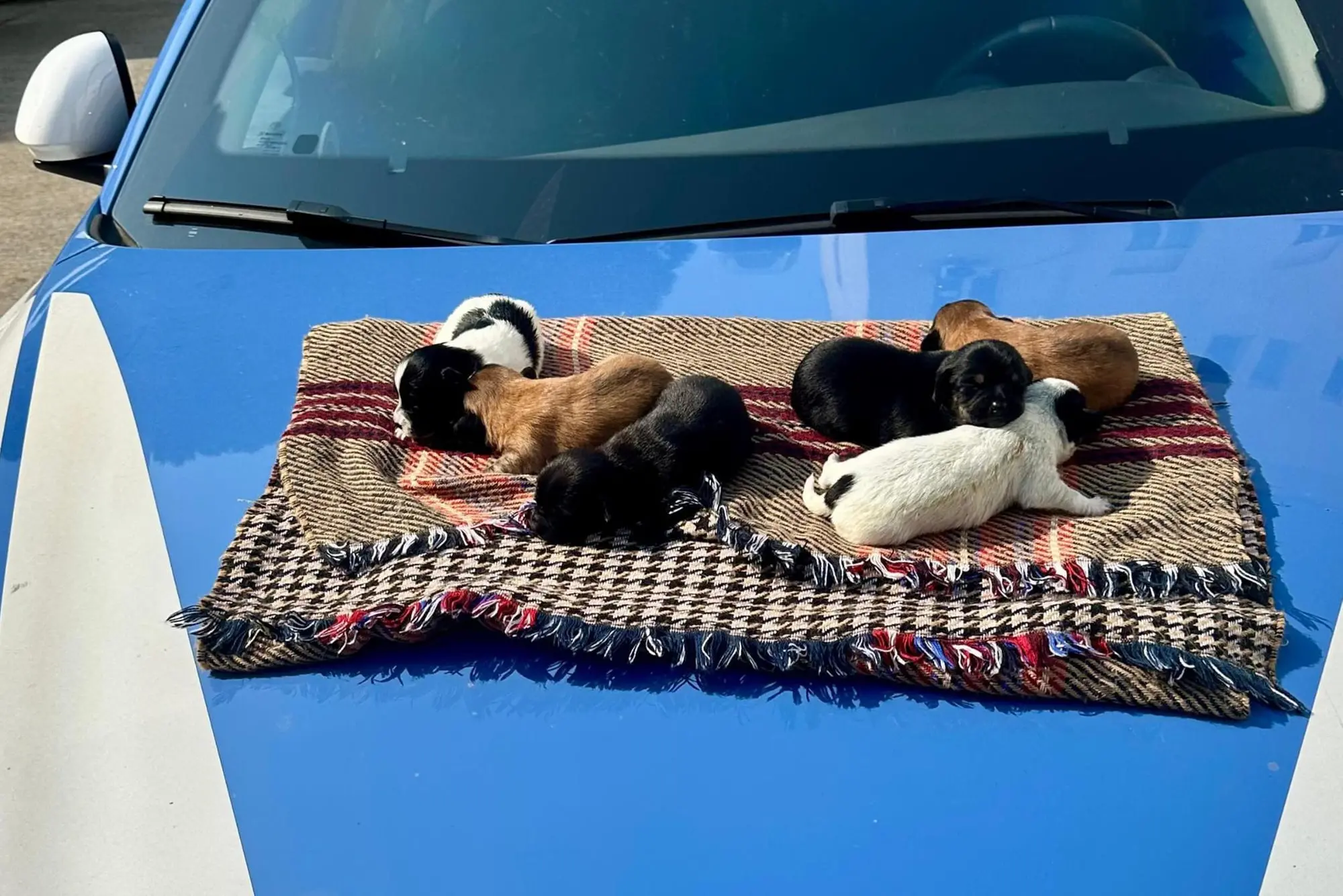 I cani salvati a Cagliari dalla polizia