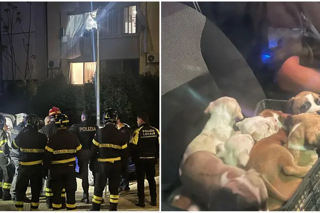 I soccorsi in piazza delle Muse, a destra la cucciolata (foto Vercelli)