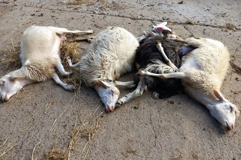 Pecore morte nel Guspinese