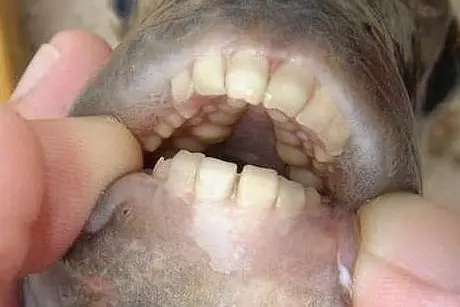 I denti del pesce Pacu