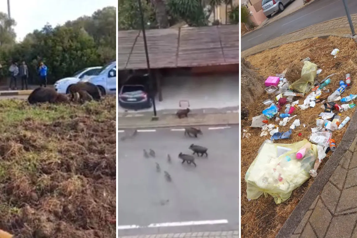 Invasione di cinghiali, comitato di Olbia chiede le misure urgenti approvate dalla Regione