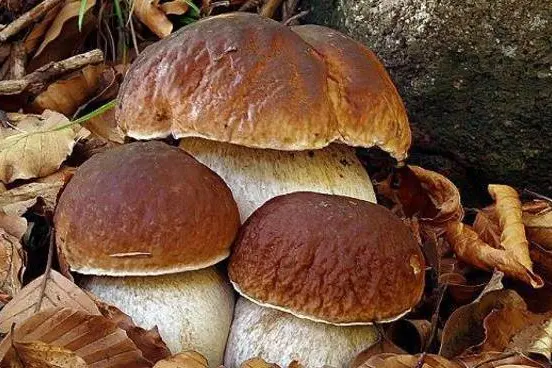 Funghi porcini (foto archivio L'Unione Sarda)