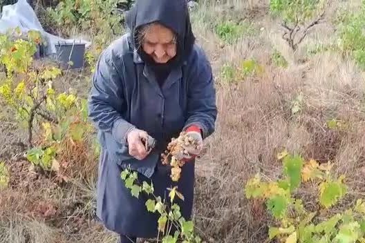 Tzia Livia di Seui, forza della natura: a 96 anni ogni giorno al lavoro tra vigna e orto