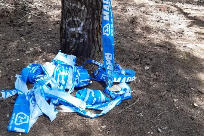 The ribbons abandoned in the pine forest