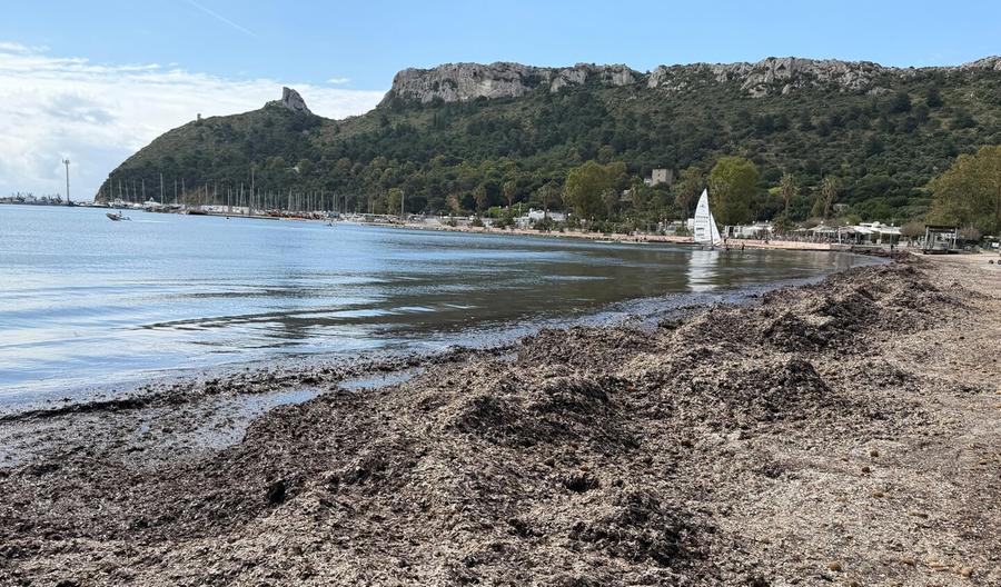 Poetto, la posidonia non si tocca