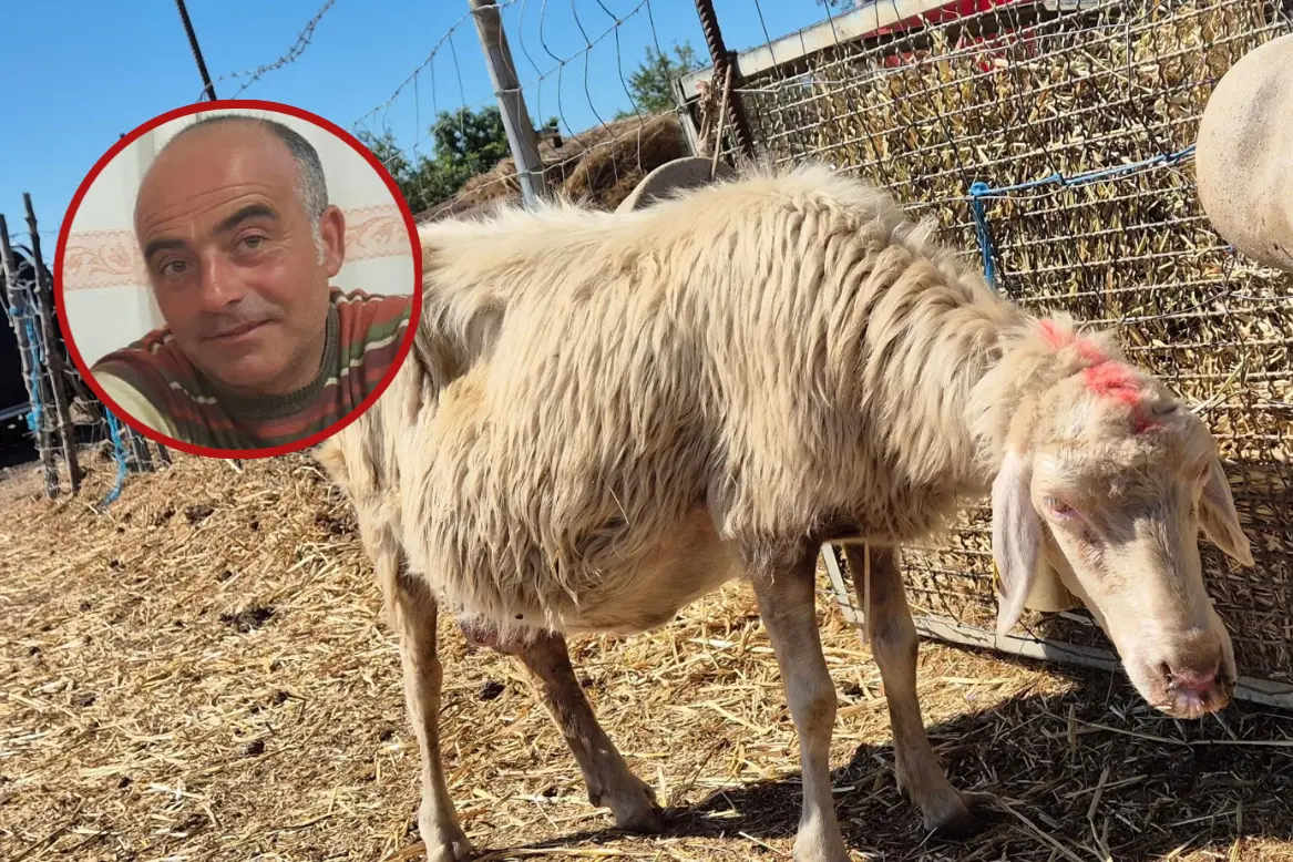 Una pecora colpita dalla lingua blu e, nel tondo, Gianuario Falchi