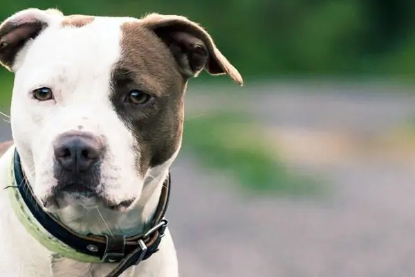 Un american staffordshire terrier (foto da google)