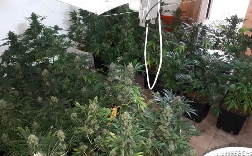 Le piante sotto sequestro in una serra casalinga