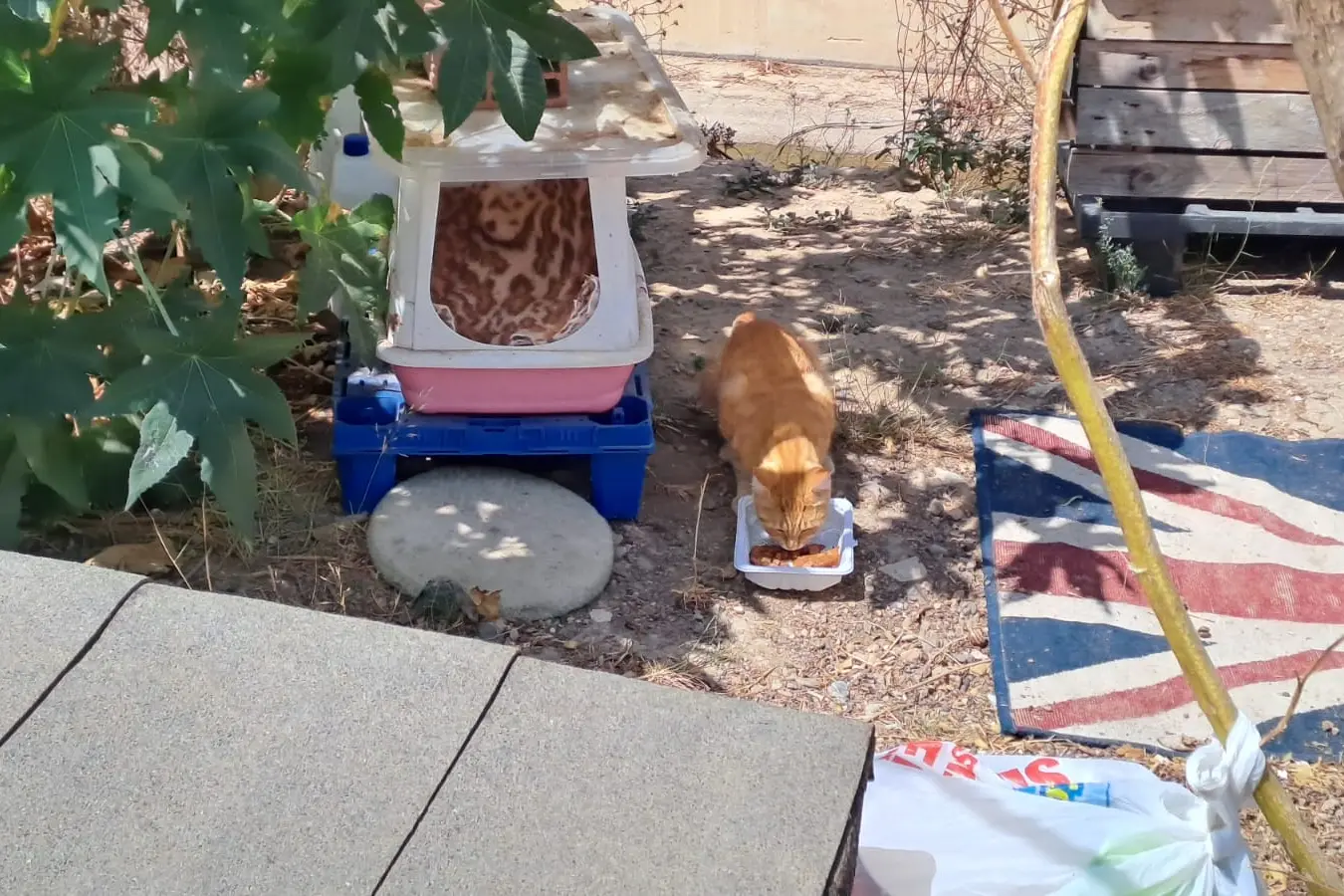Una delle postazioni feline (foto concessa)