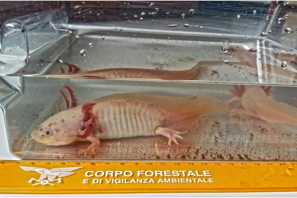 Una delle salamandre trovate a Cagliari