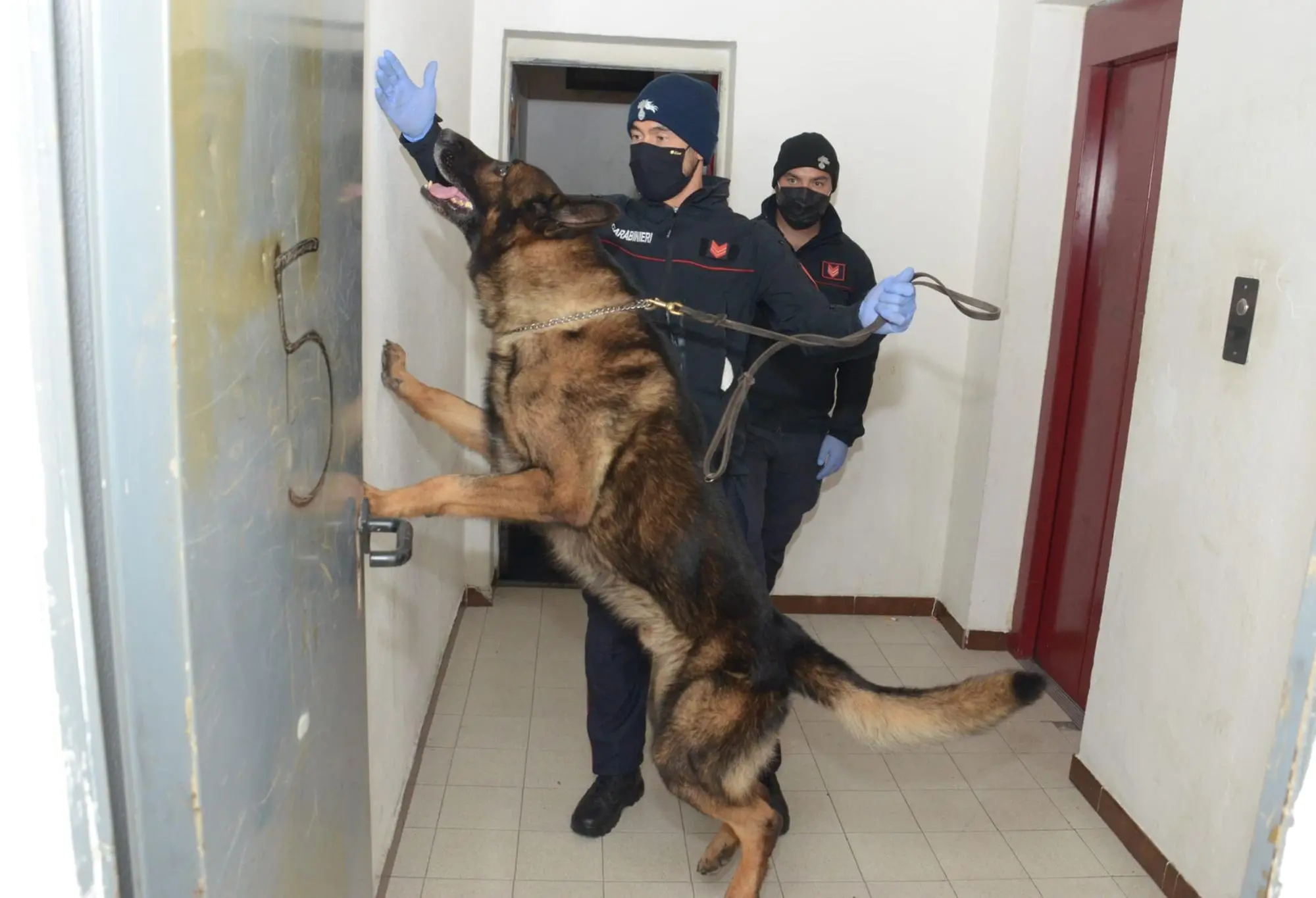 Le unità cinofile in azione (Foto Carabinieri)