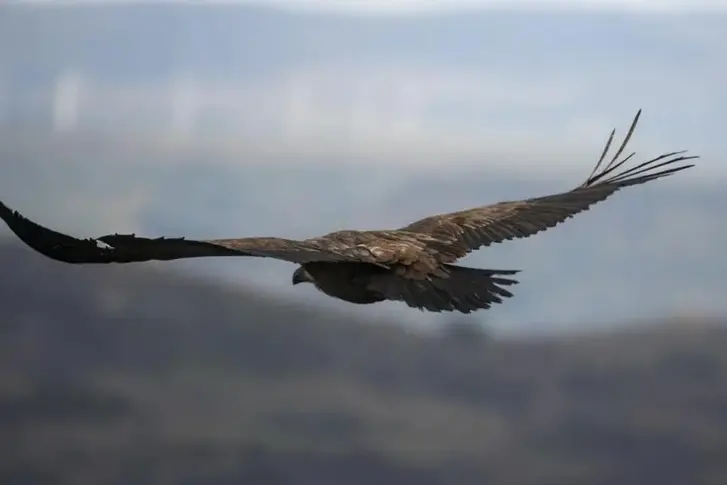 Un grifone in volo (archivio L'Unione Sarda)
